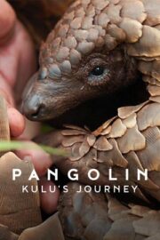 Pangolin: Kulu’nun Yolculuğu 2025
